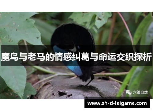 魔鸟与老马的情感纠葛与命运交织探析 魔鸟与老马的情感纠葛与命运交织探析